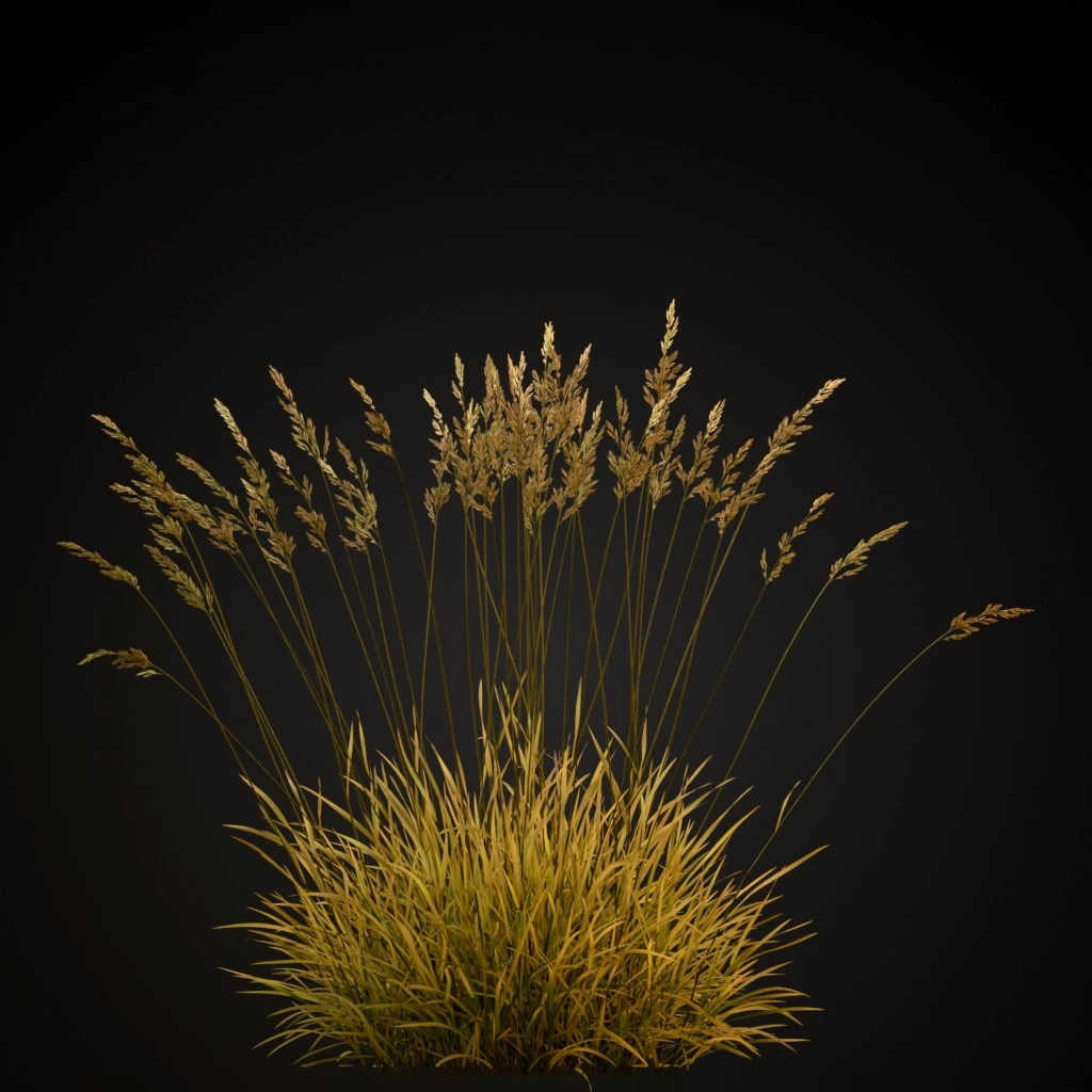 Red Fescue