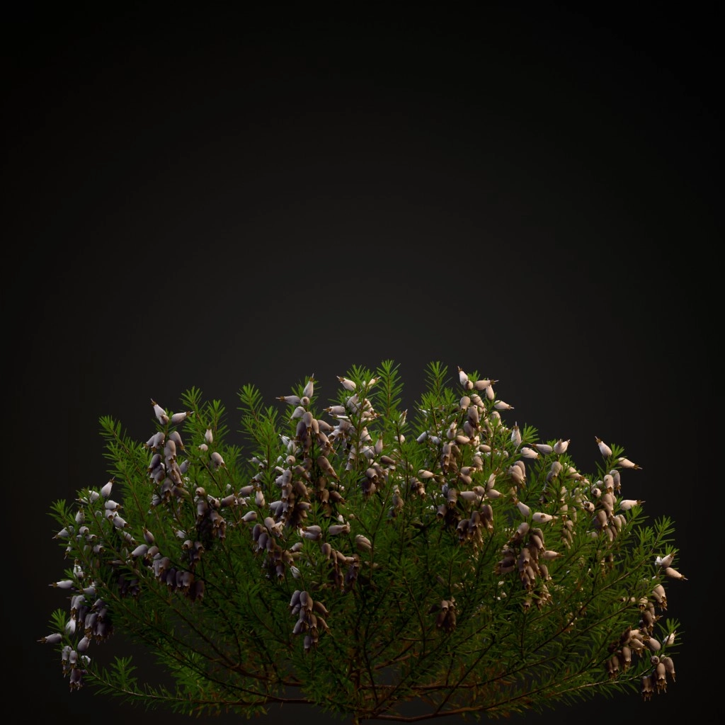 Winter Heath White
