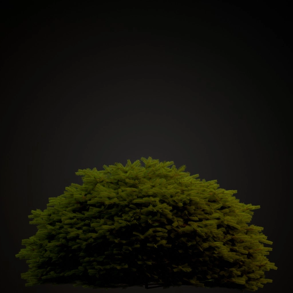 Maxwell's Norway Spruce