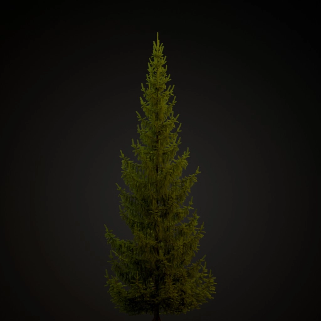 Norway Spruce