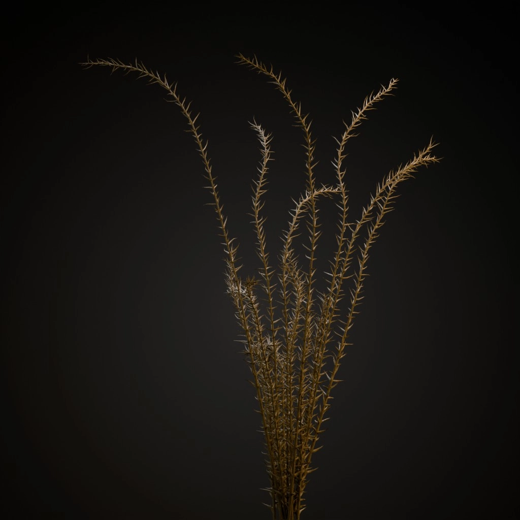 Ocotillo