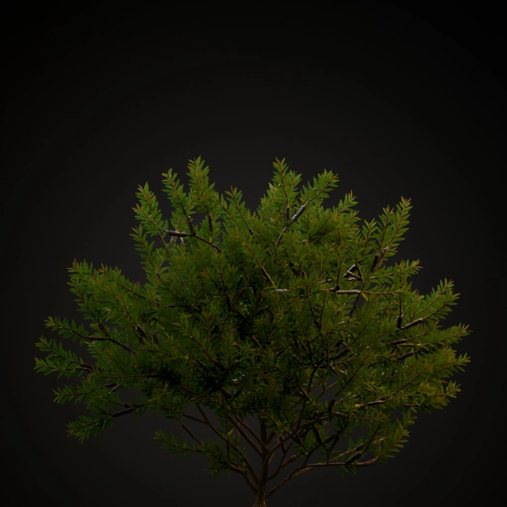 Scarlet Bottlebrush