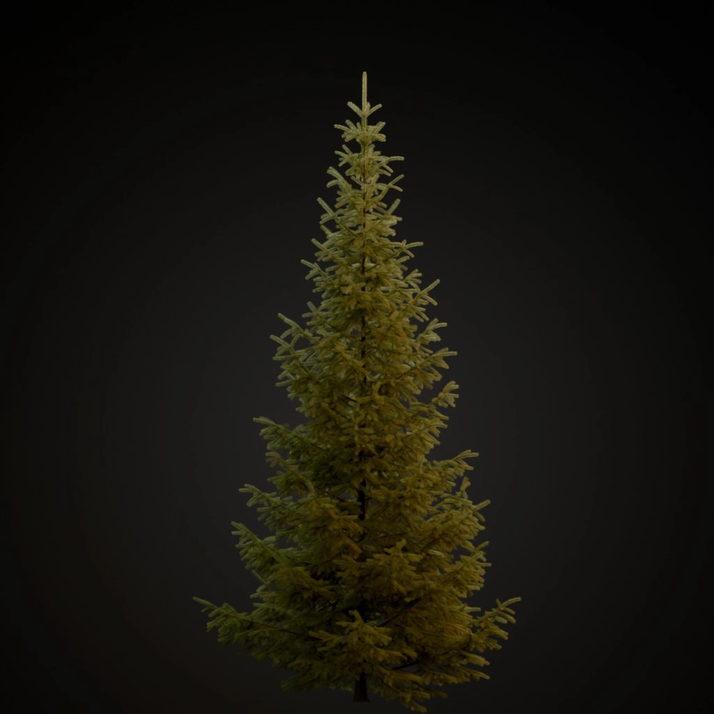 Engelmann Spruce