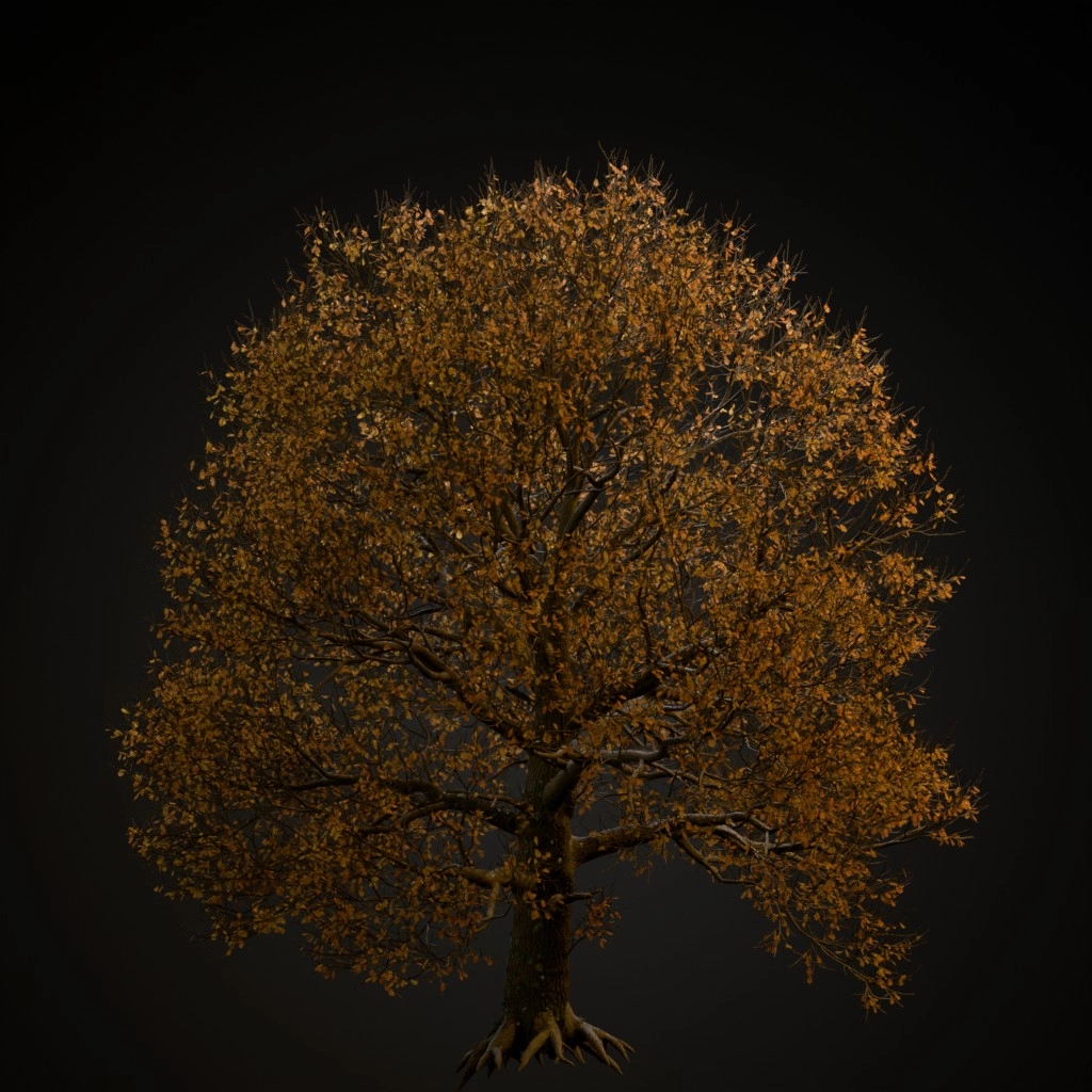 English Oak V2