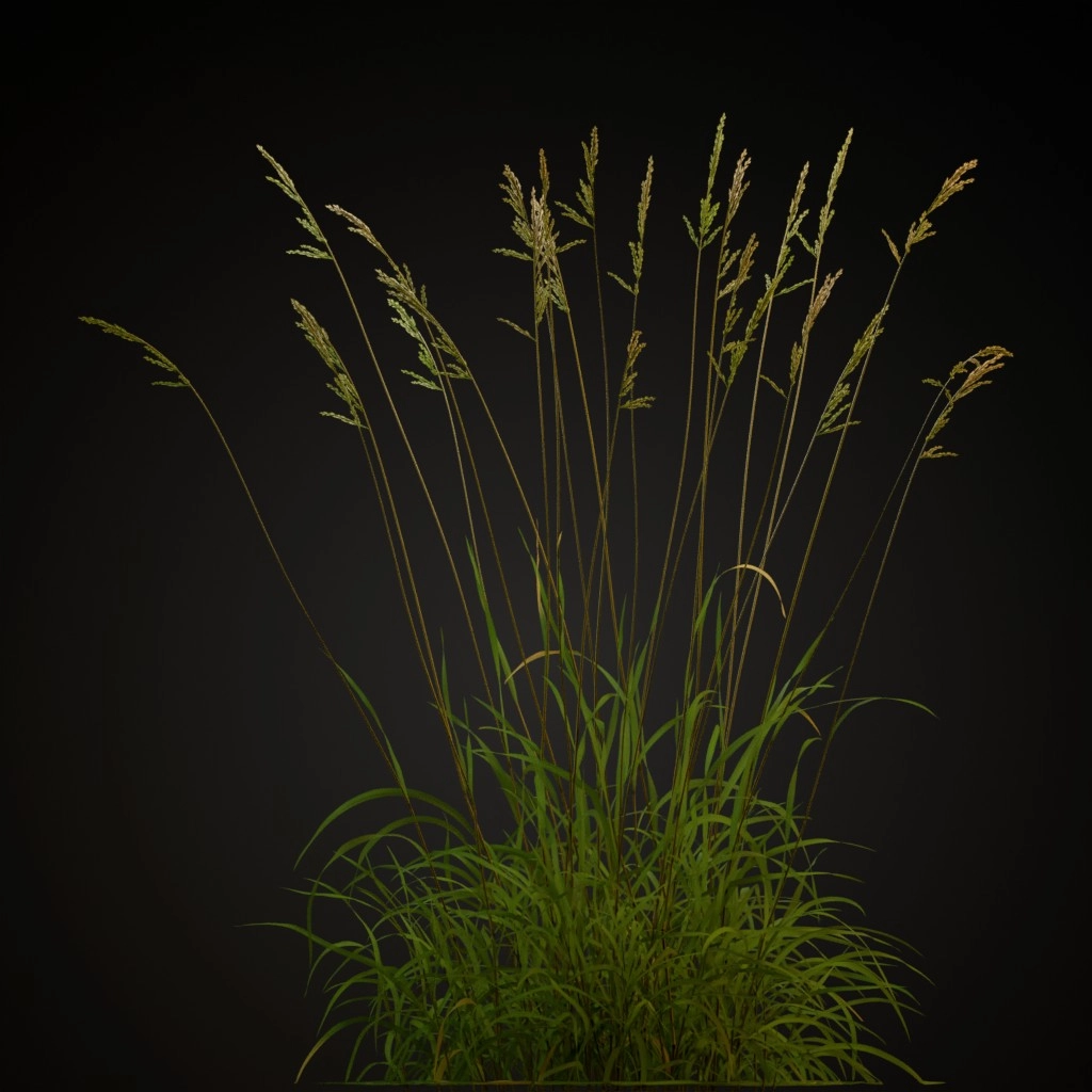 Tall Fescue