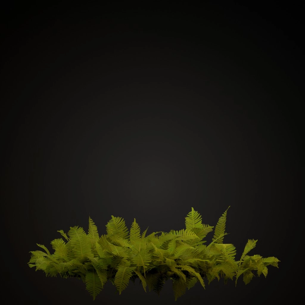 Common Polypody
