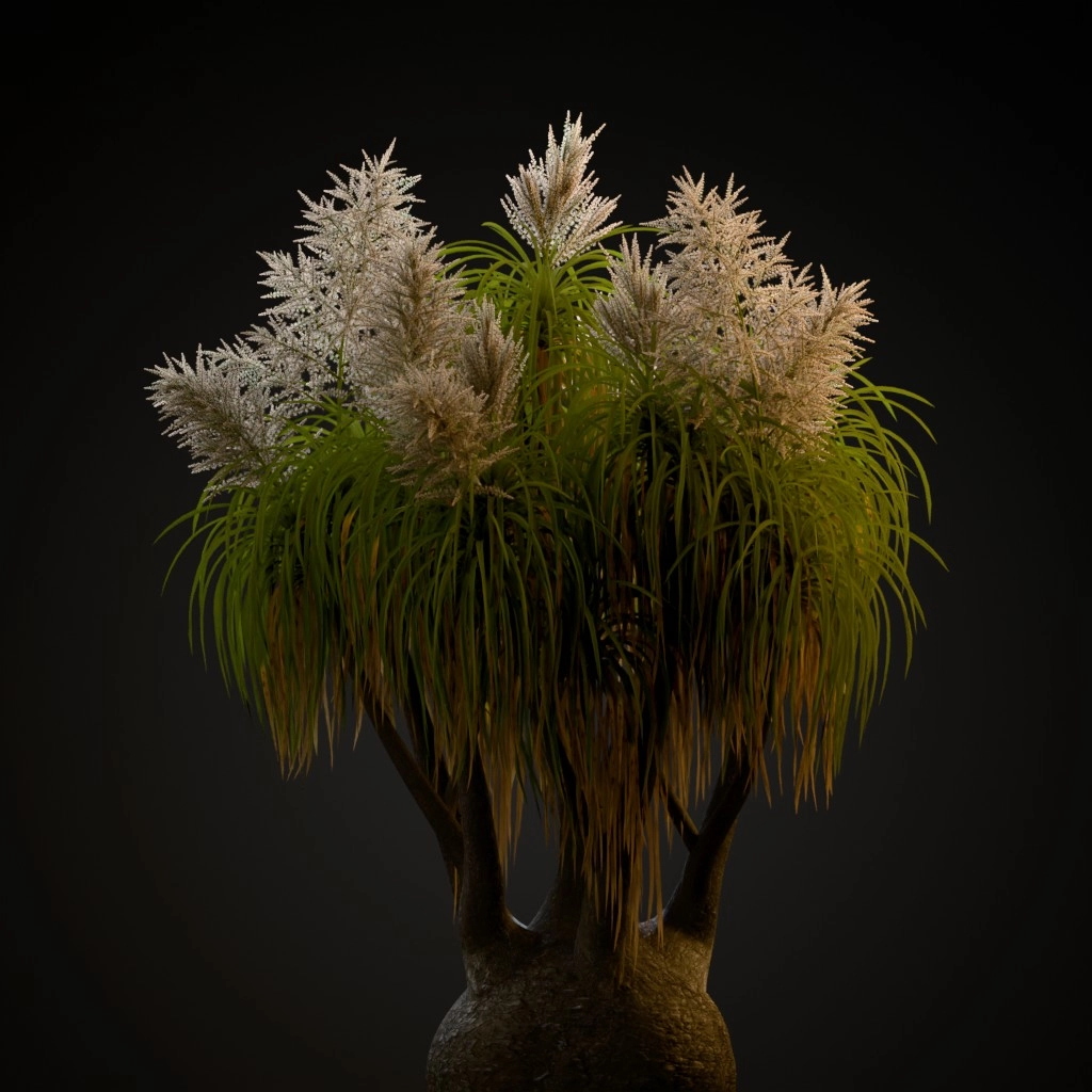 Ponytail Palm