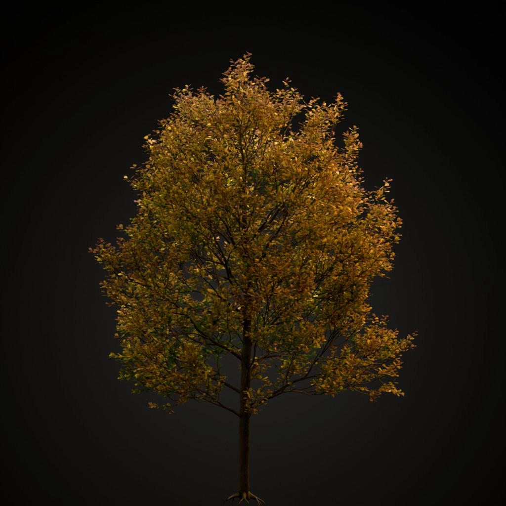 English Oak V4