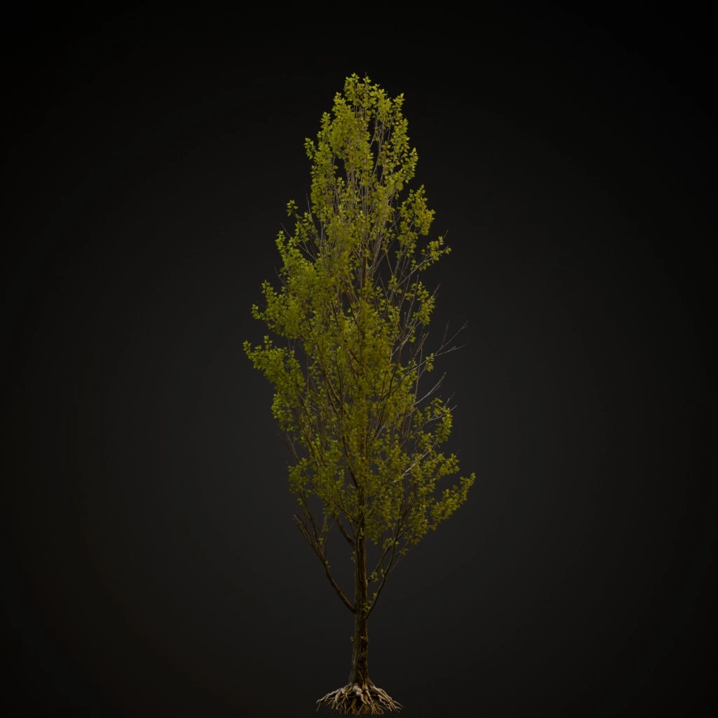 Black Poplar