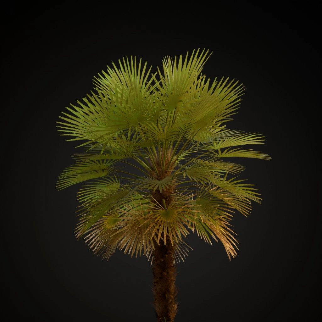 European Fan Palm