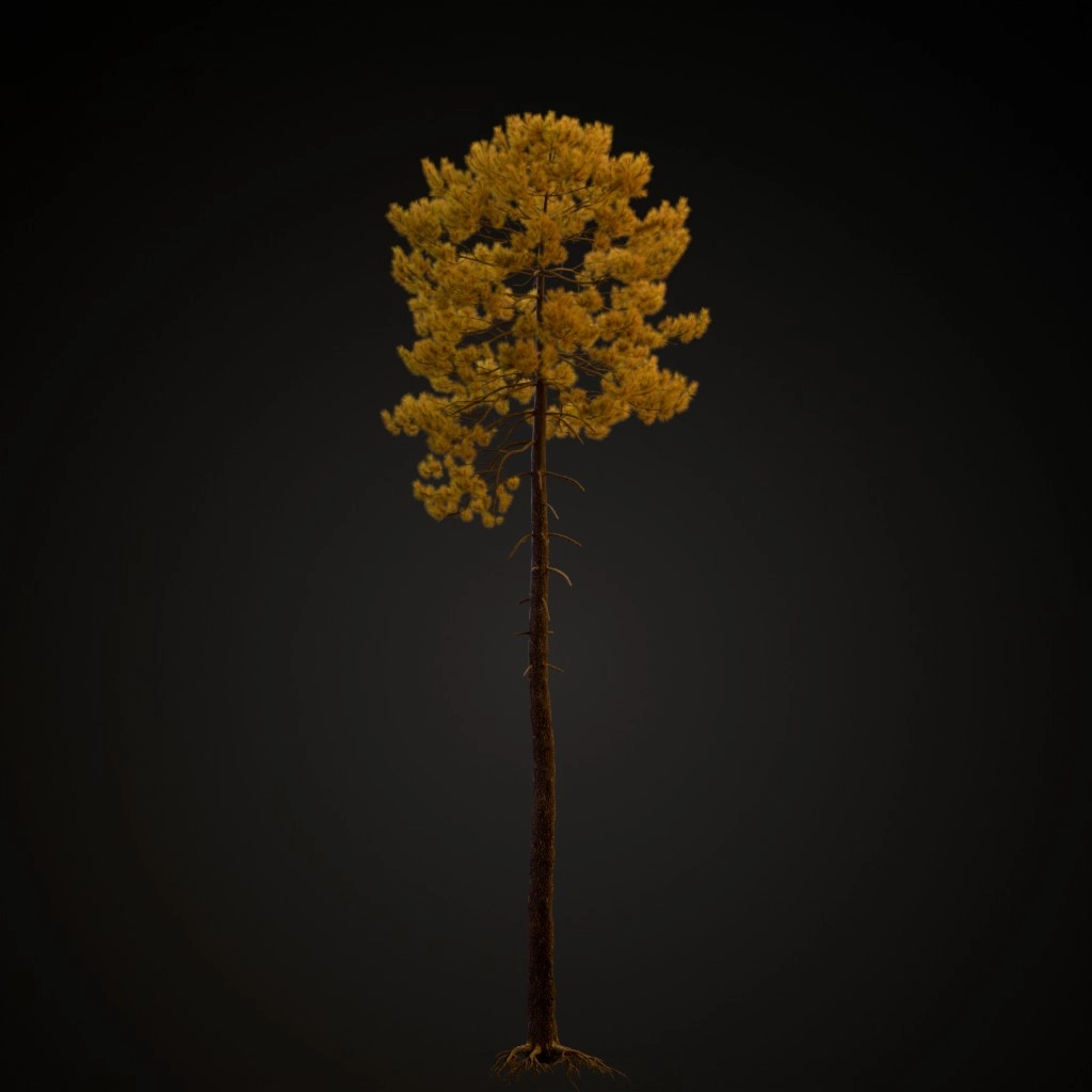 Maritime Pine V2
