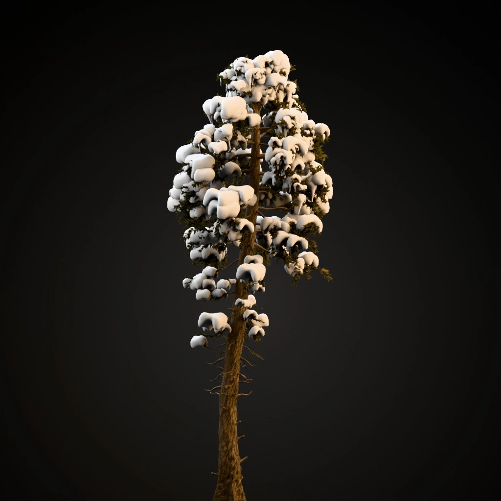 Douglas Fir