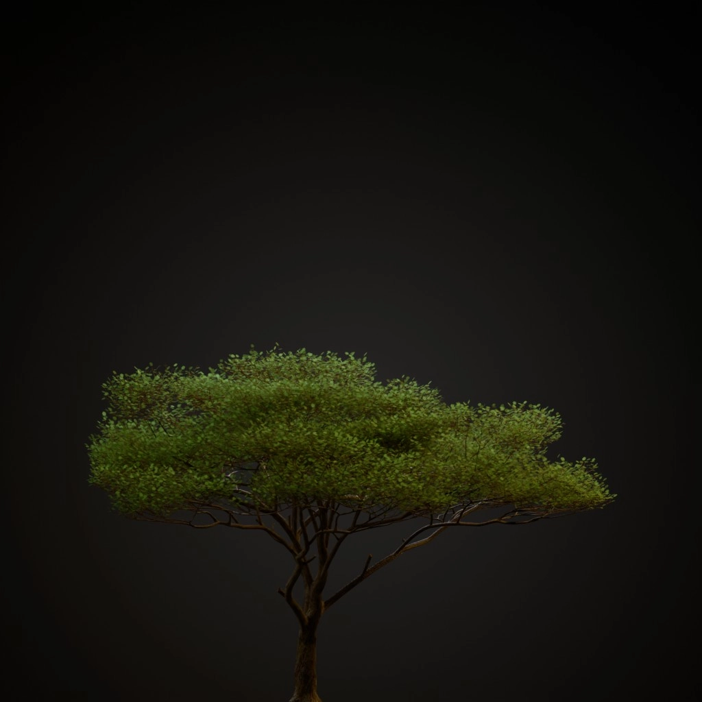 Umbrella Thorn Acacia