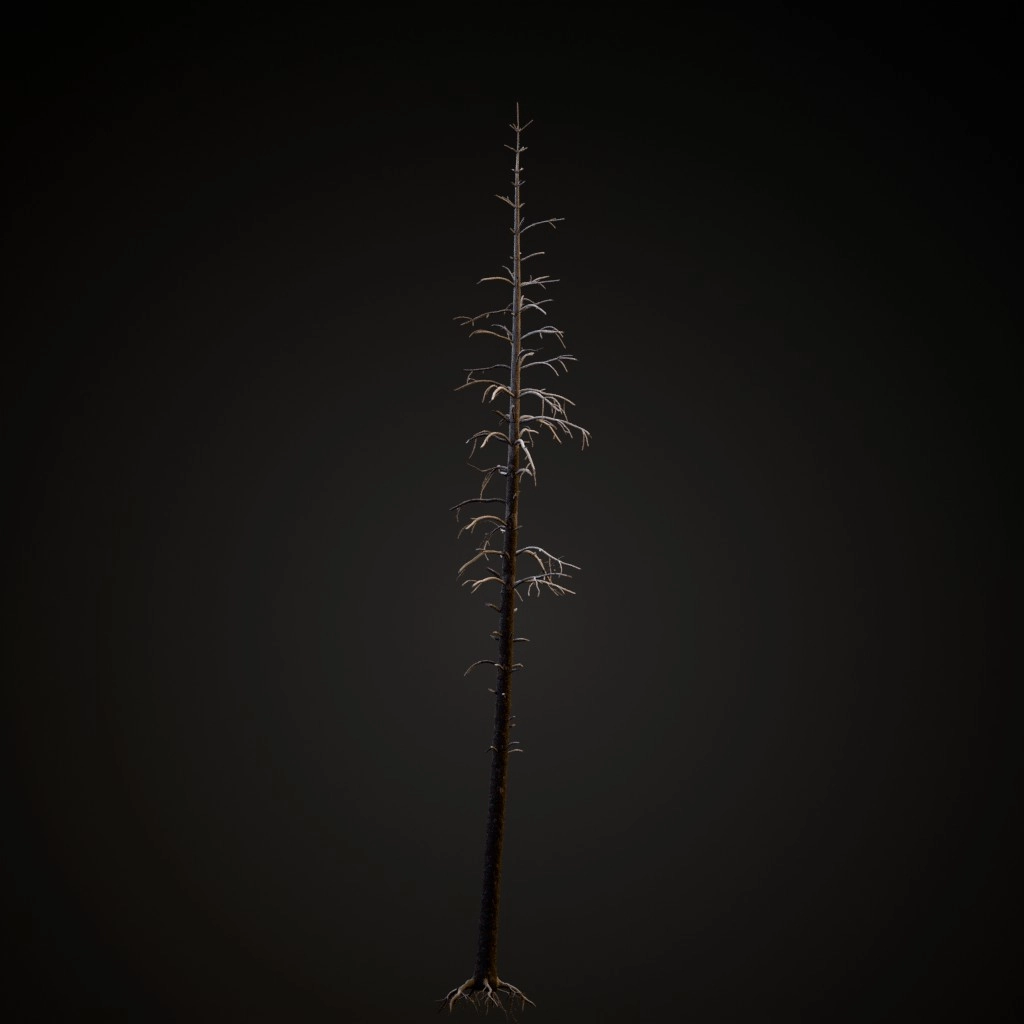Dead Lodgepole Pine