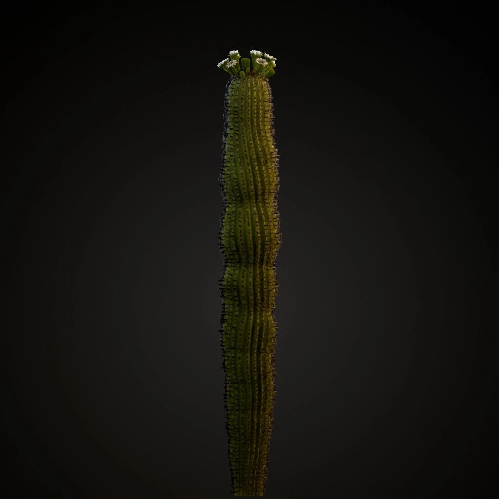 Saguaro Cactus