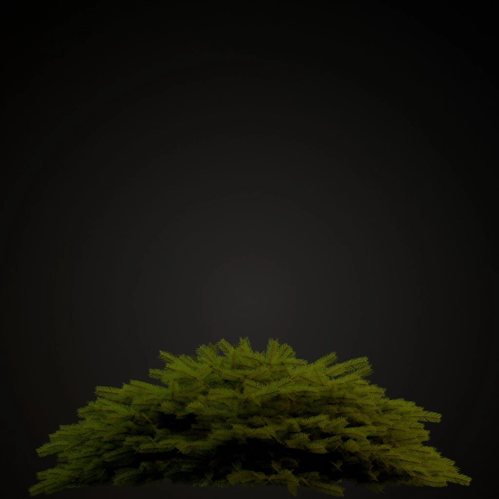 Bird's Nest Spruce