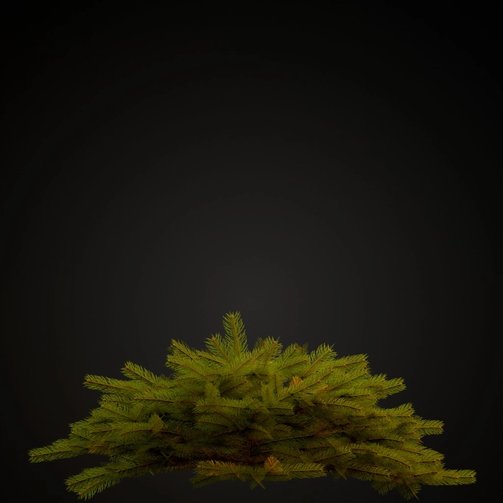 Bird's Nest Spruce
