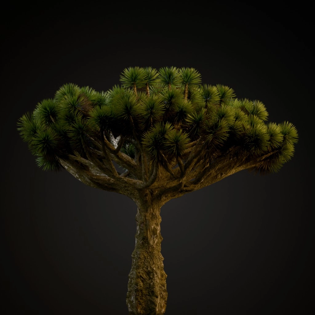 Dracaena