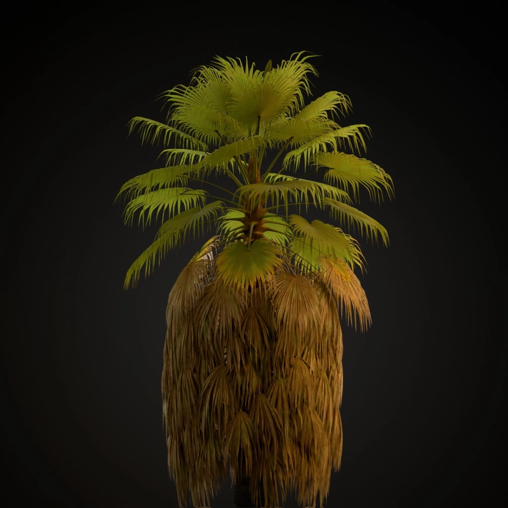 California Fan Palm