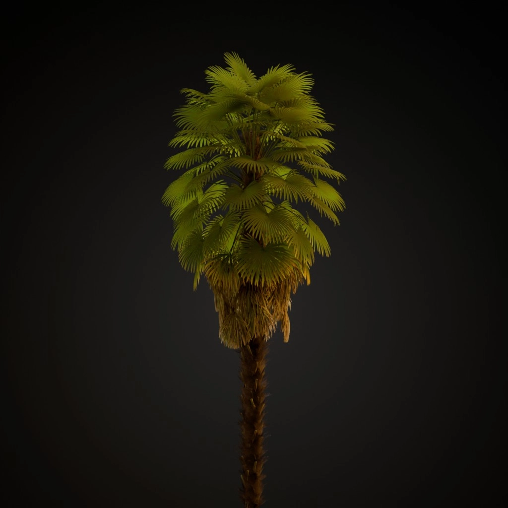 Windmill Palm