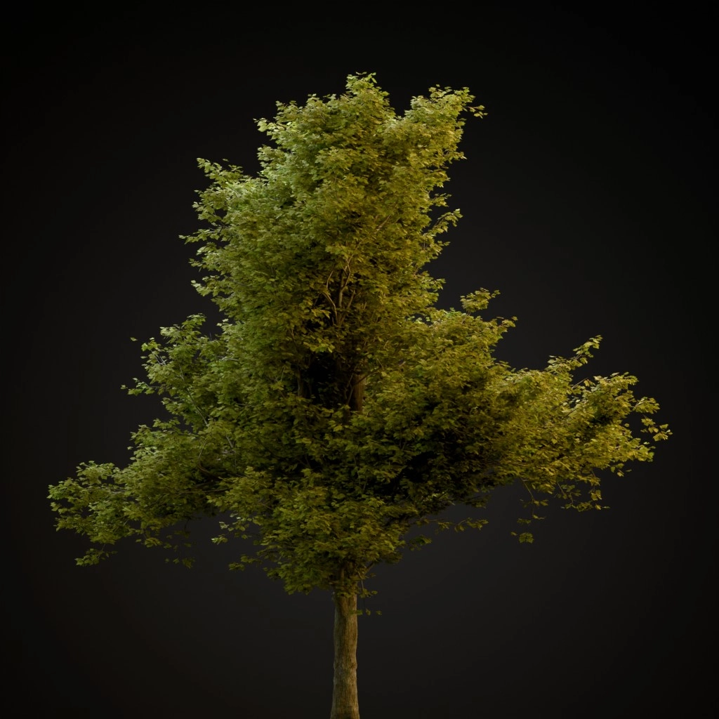 Red Maple