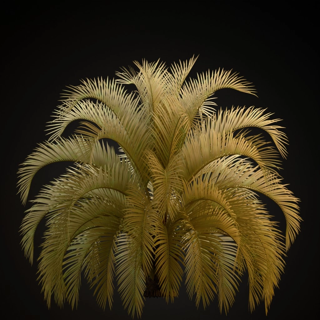 Pindo Palm
