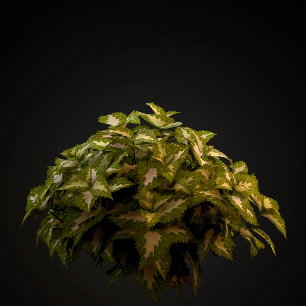 Wizard Jade Coleus