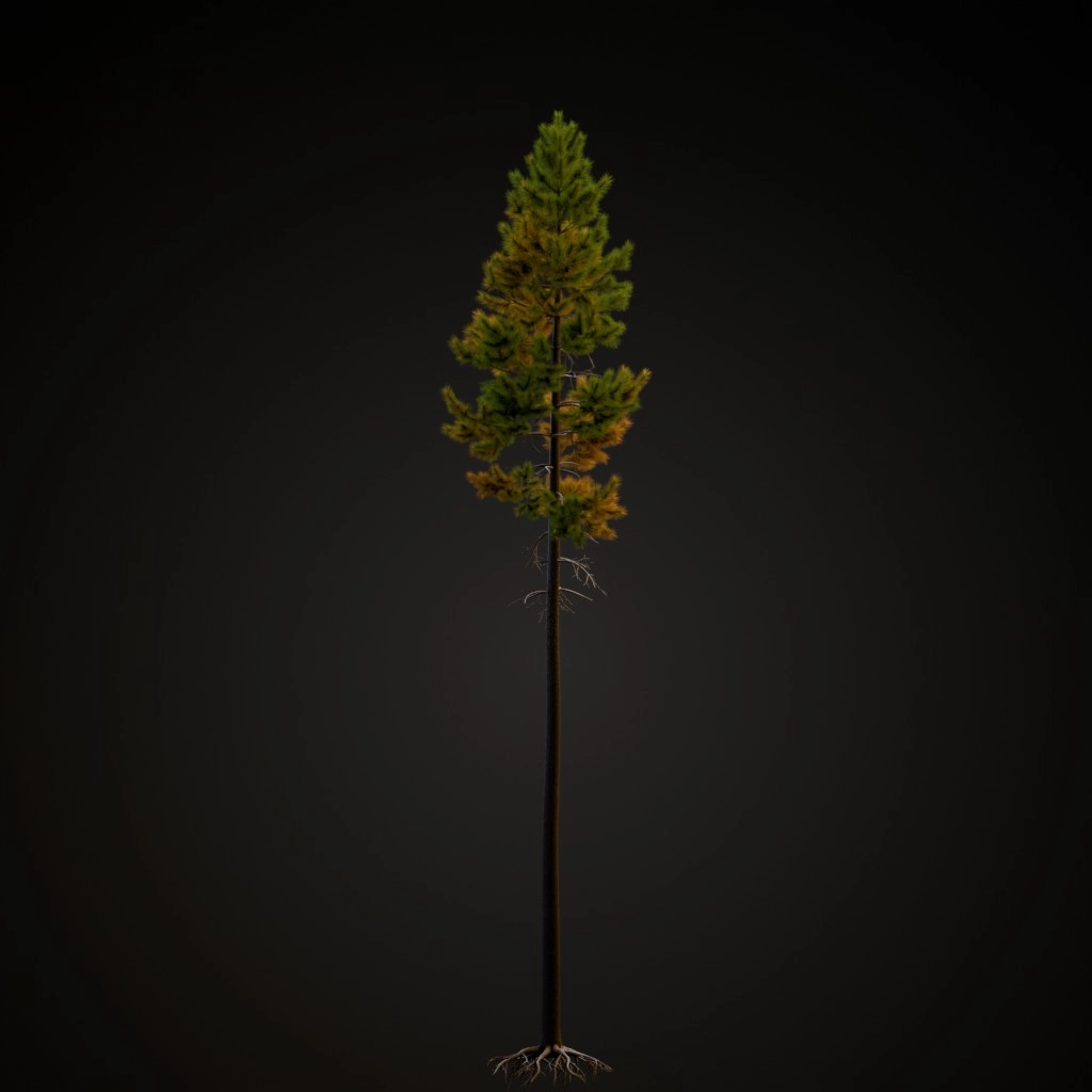 Rocky Mountain Lodgepole V2