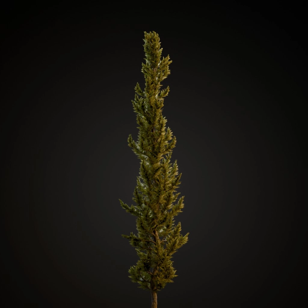 Hollywood Juniper