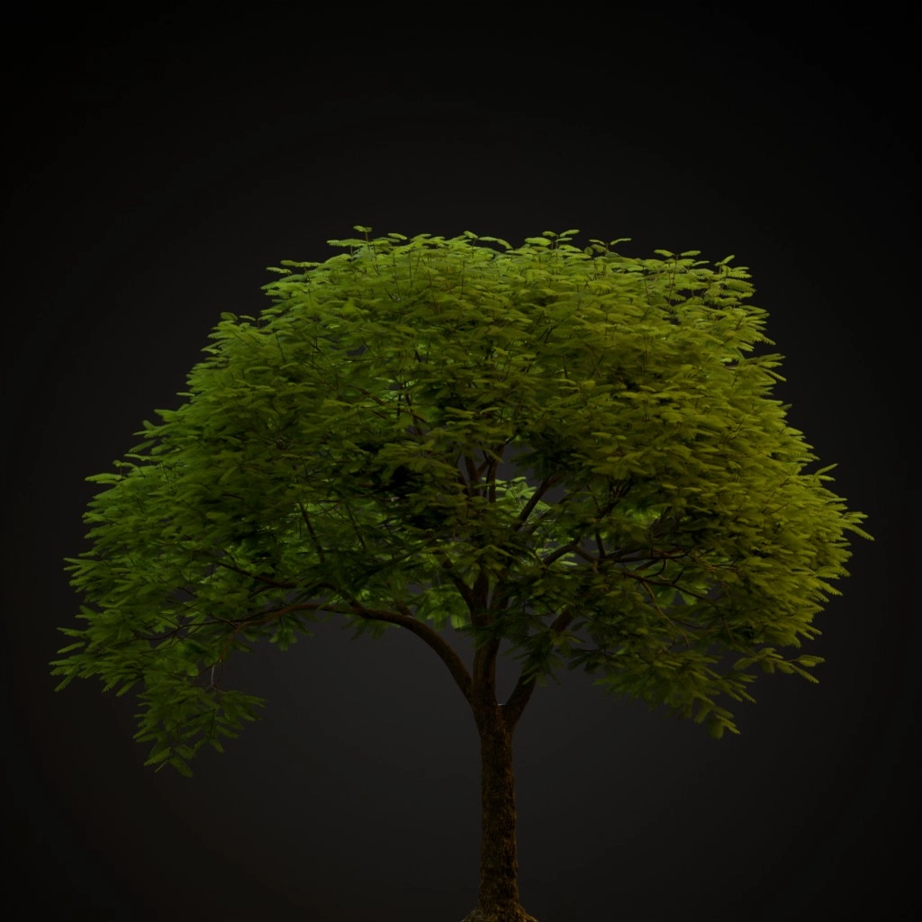 Jacaranda