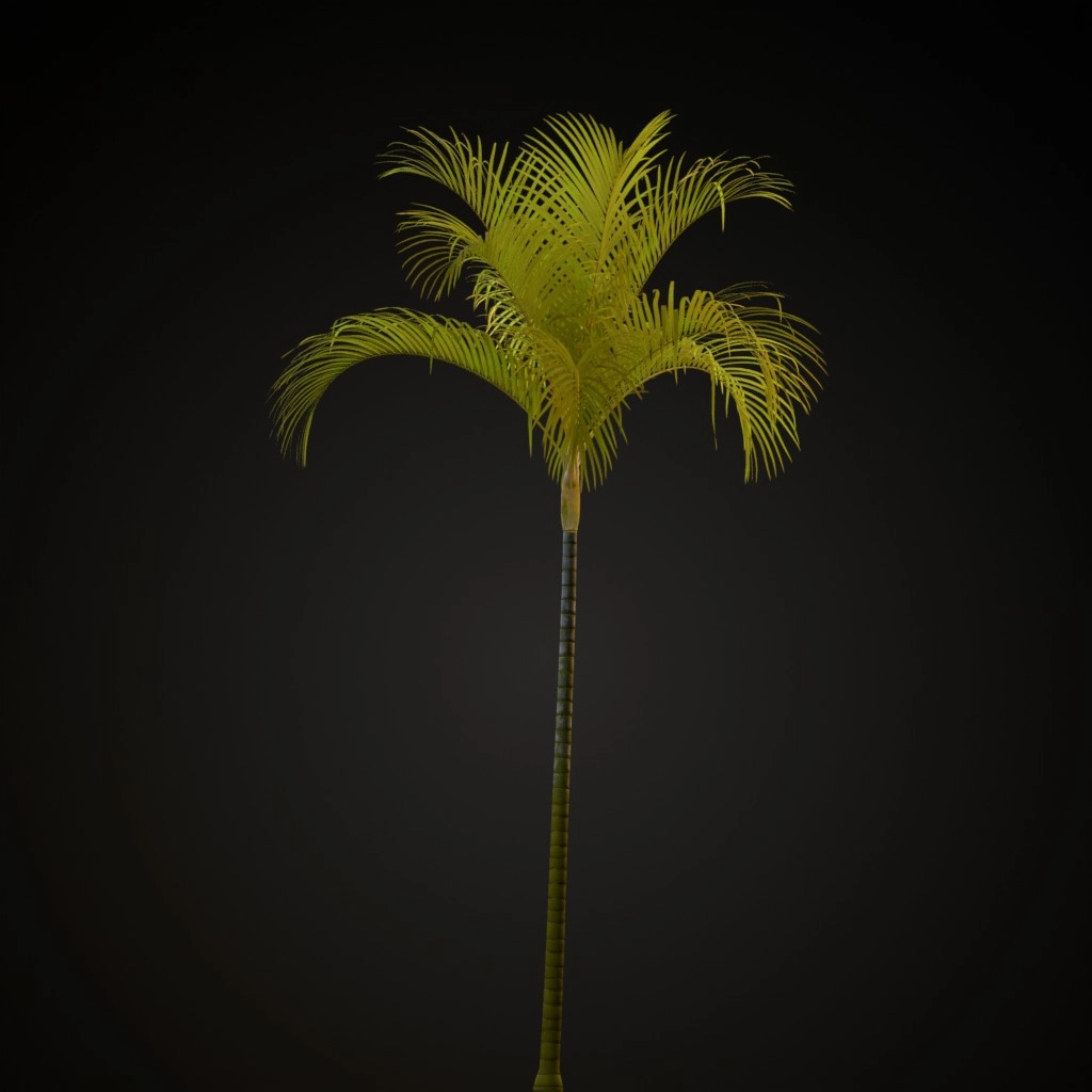 Areca Palm