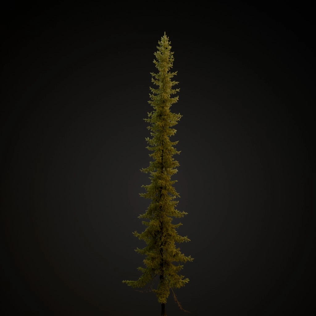 Black Spruce