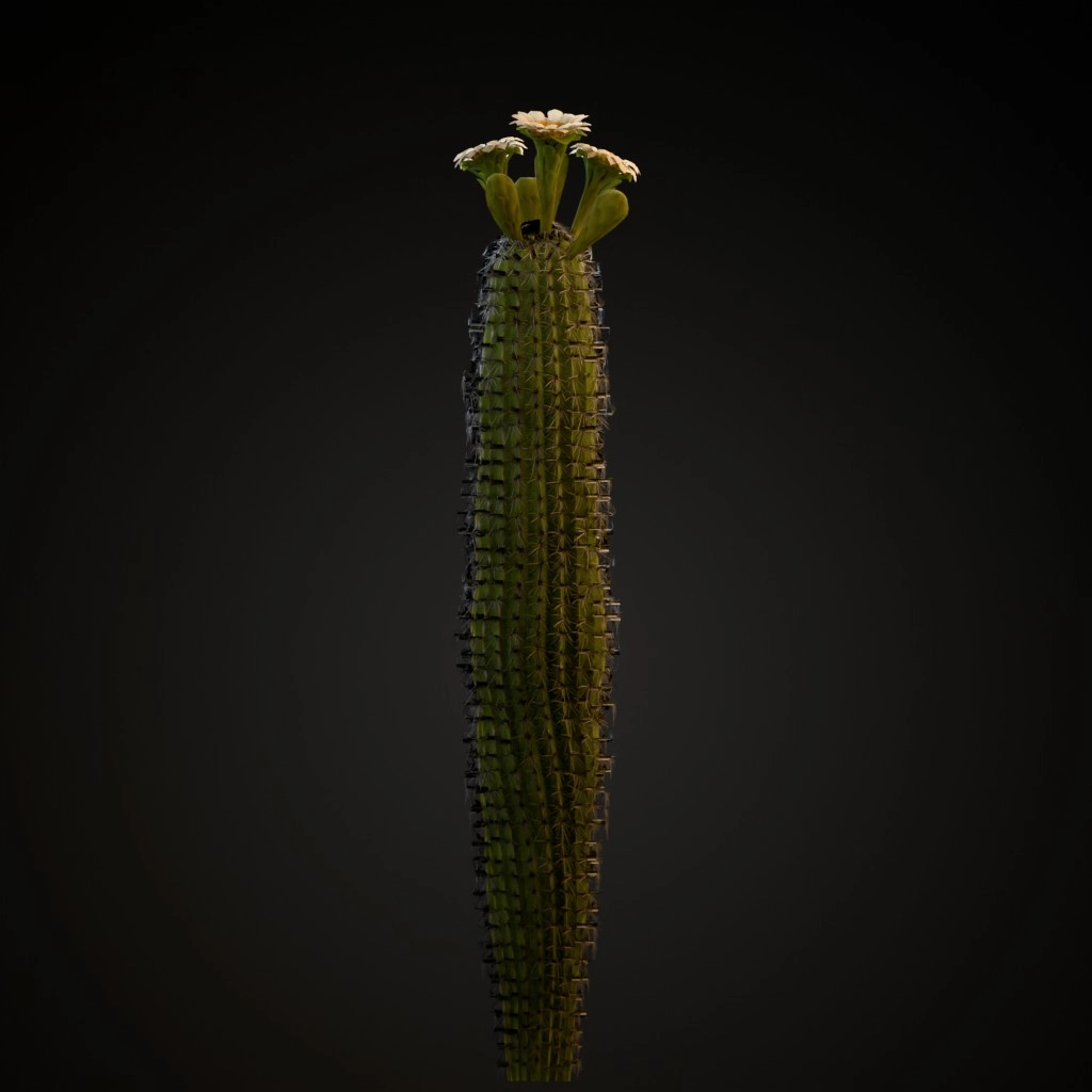 Saguaro Cactus V2