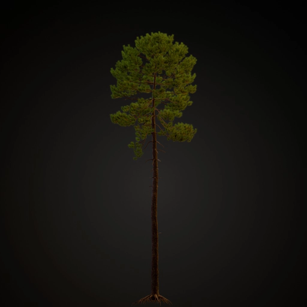 Maritime Pine V2