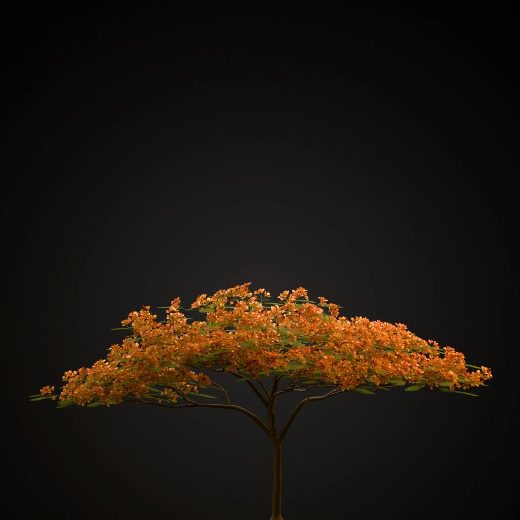 Royal Poinciana