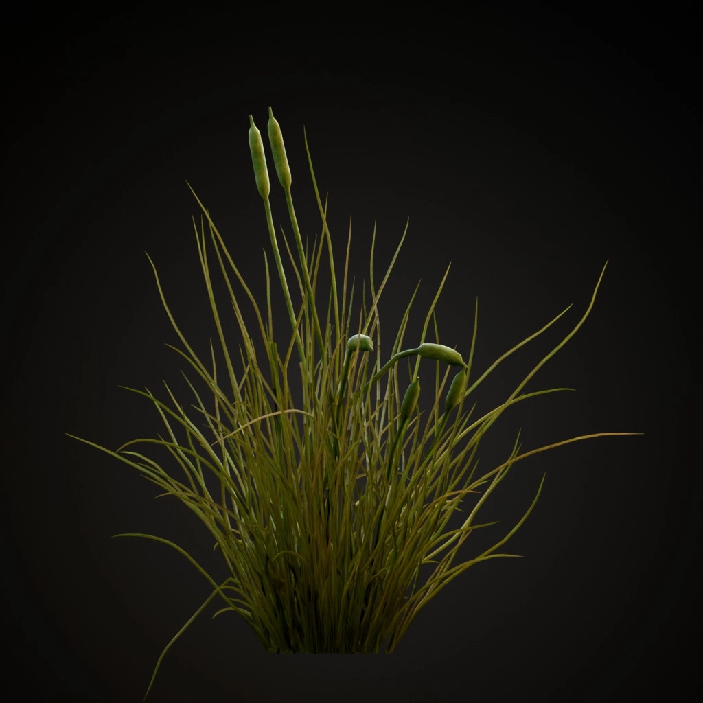 Cattail