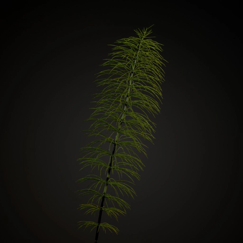 Green Horsetail