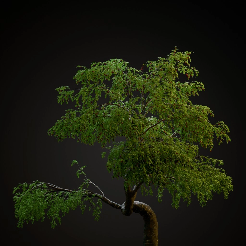 Cherry