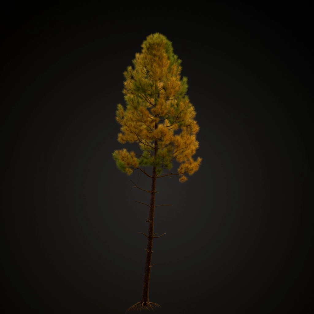 Maritime Pine