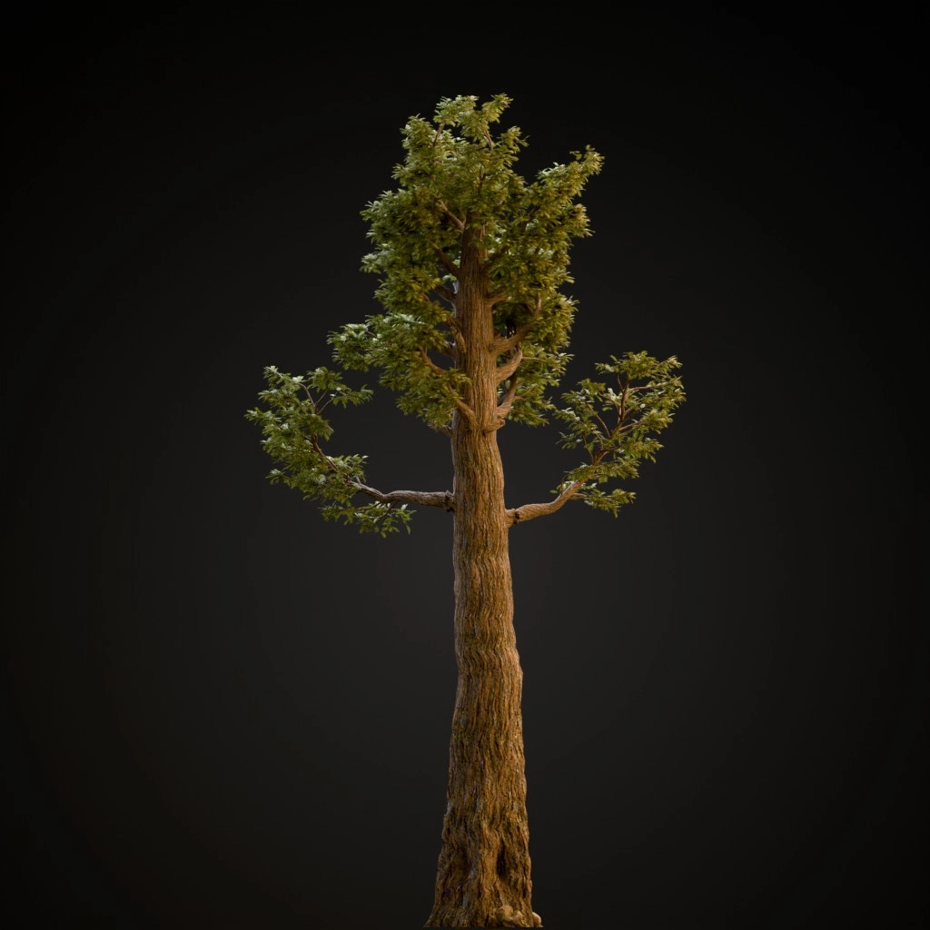 Giant Redwood