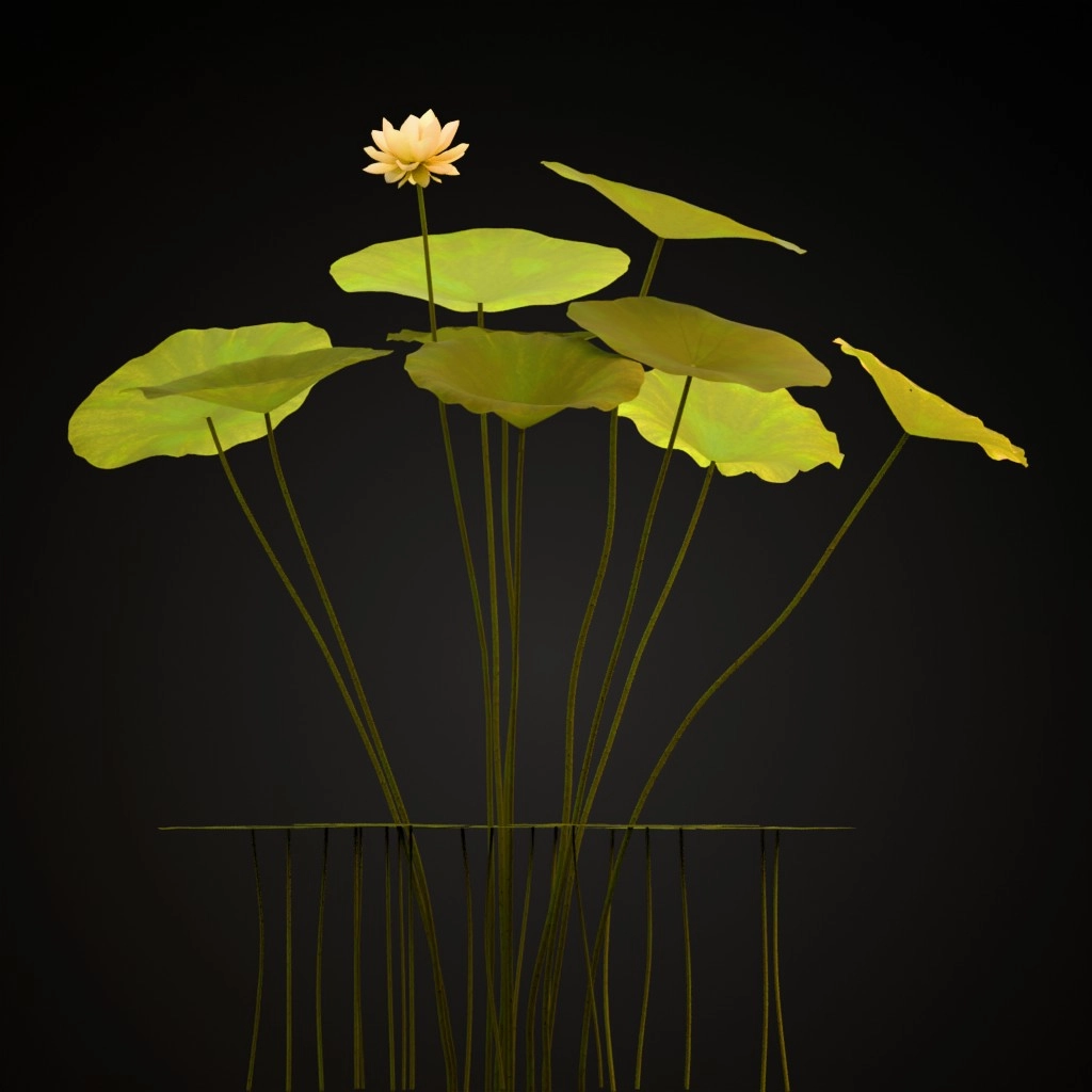American Lotus