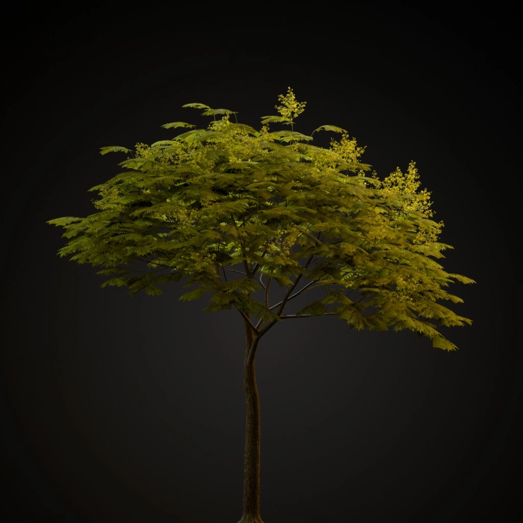 Chinese Flame Tree