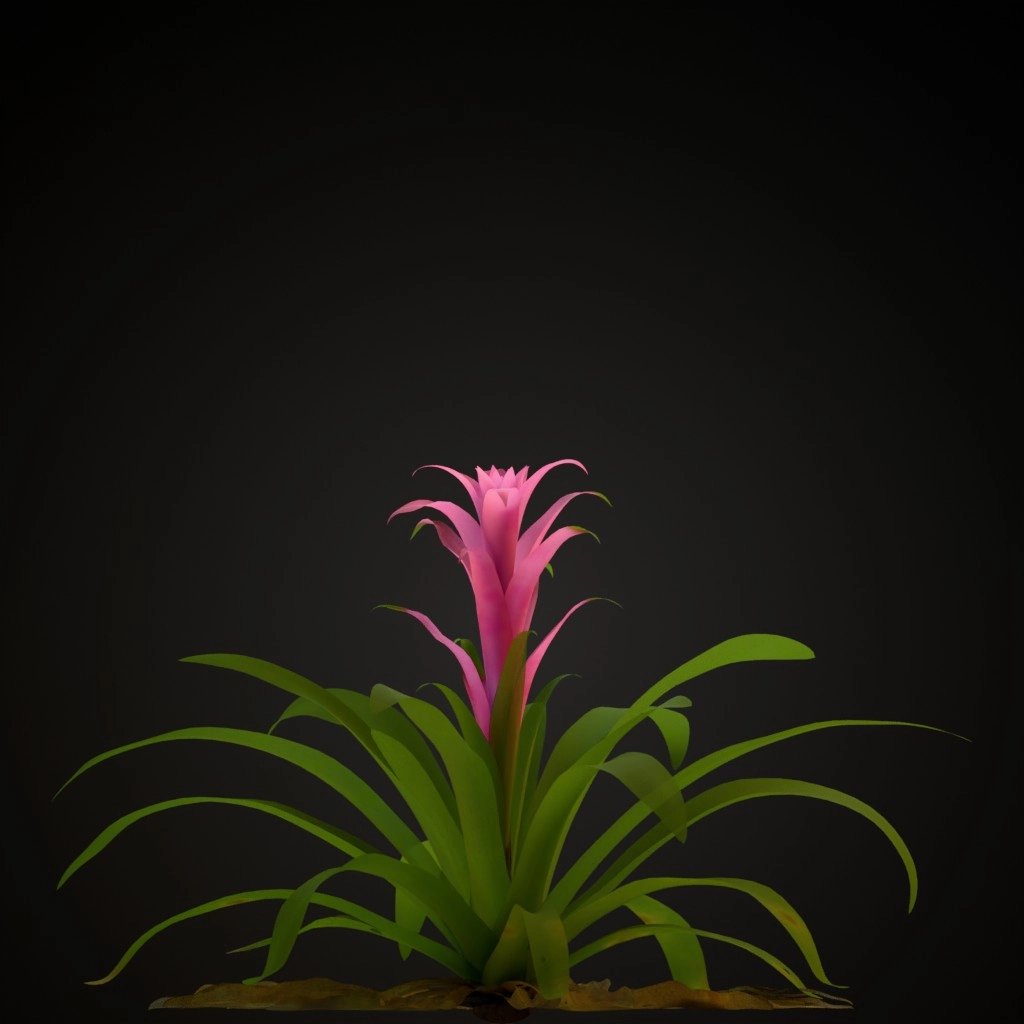 Pink Guzmania
