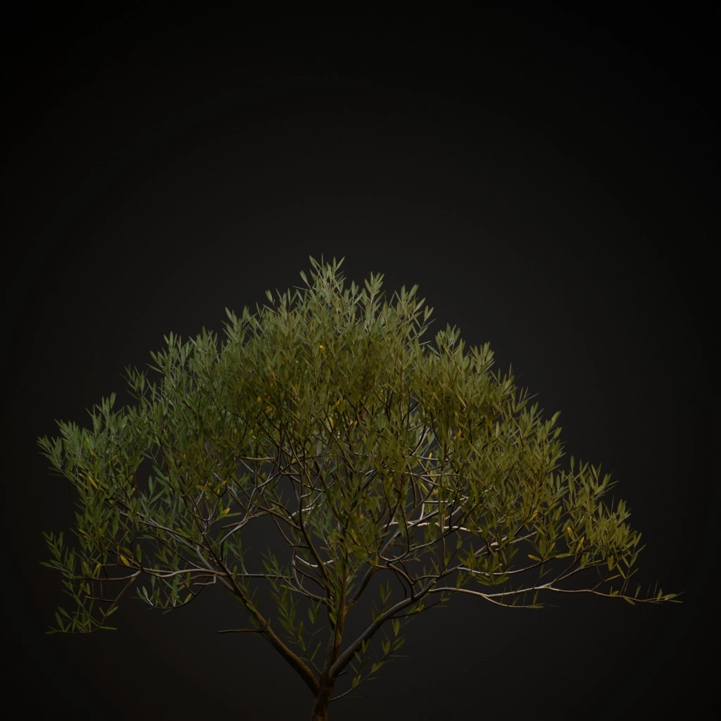 Olive Tree