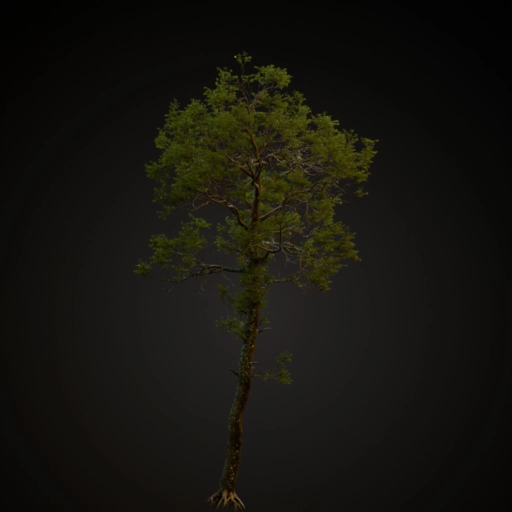 English Oak