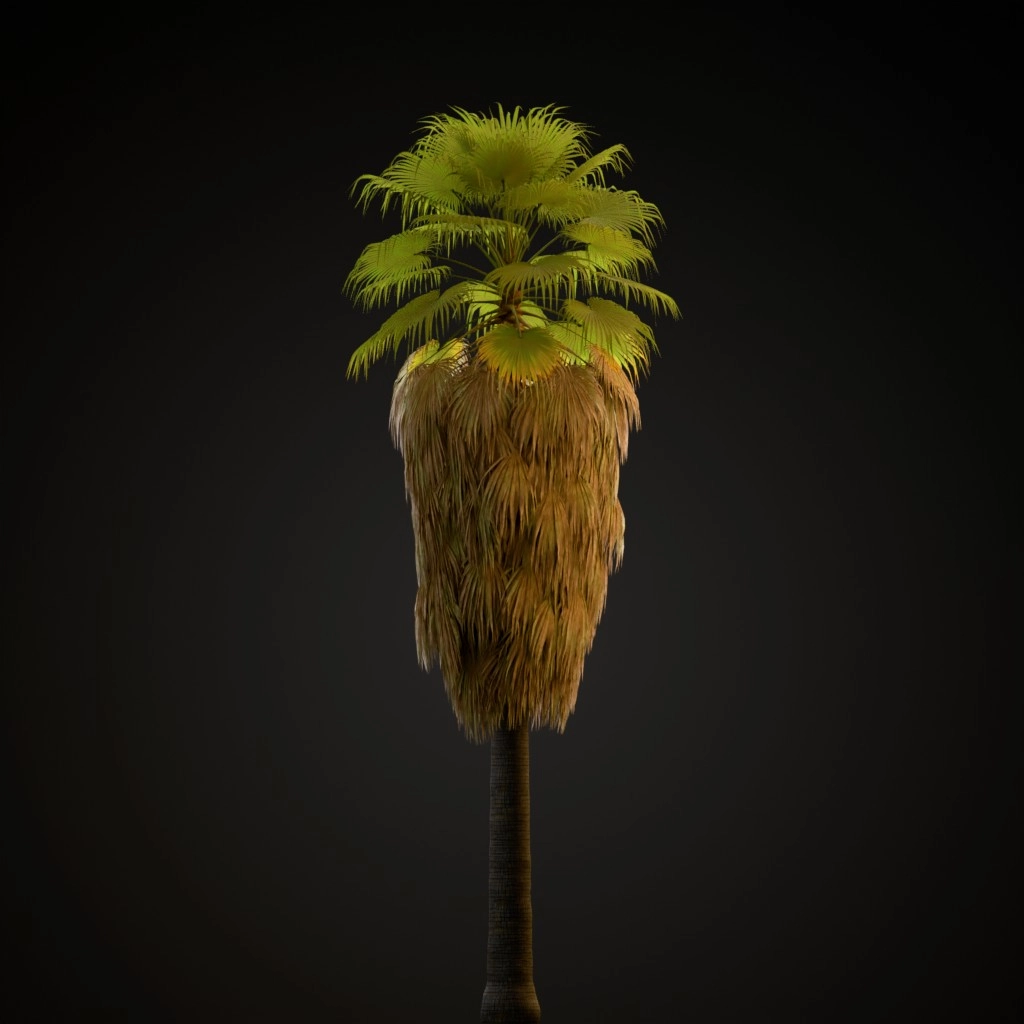 California Fan Palm