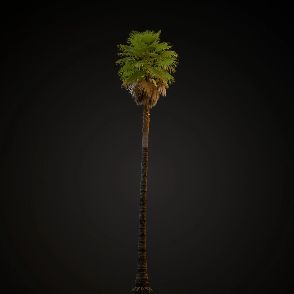 Mexican Fan Palm