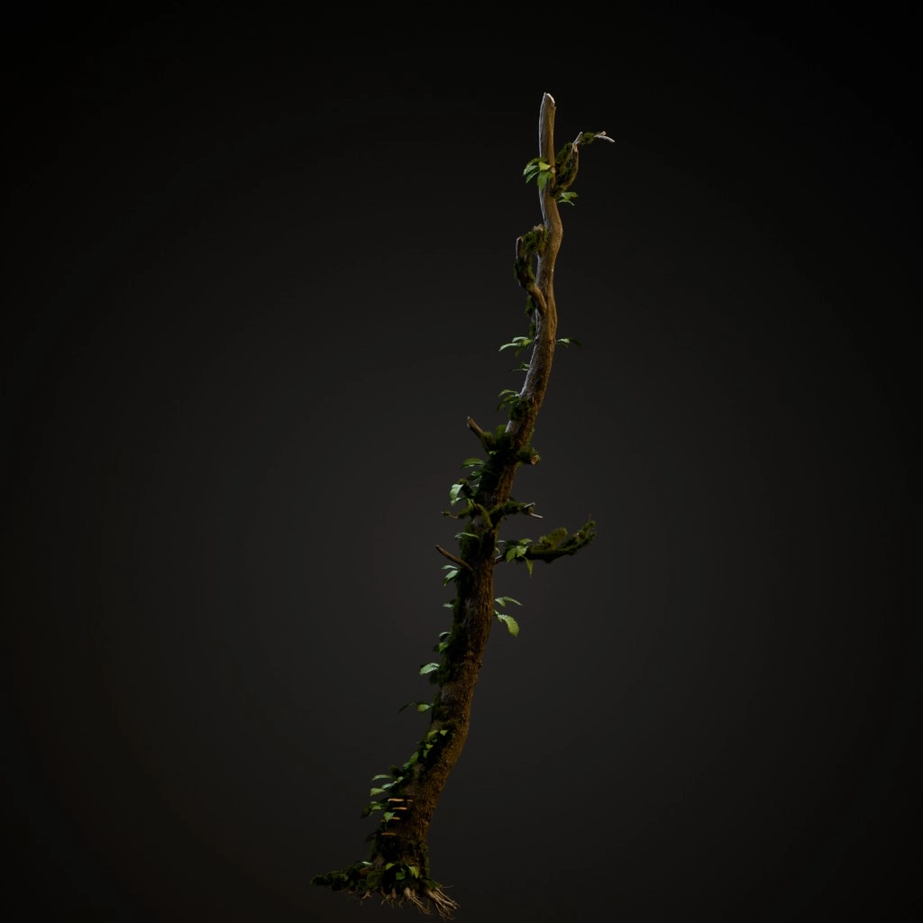 English Oak Dead