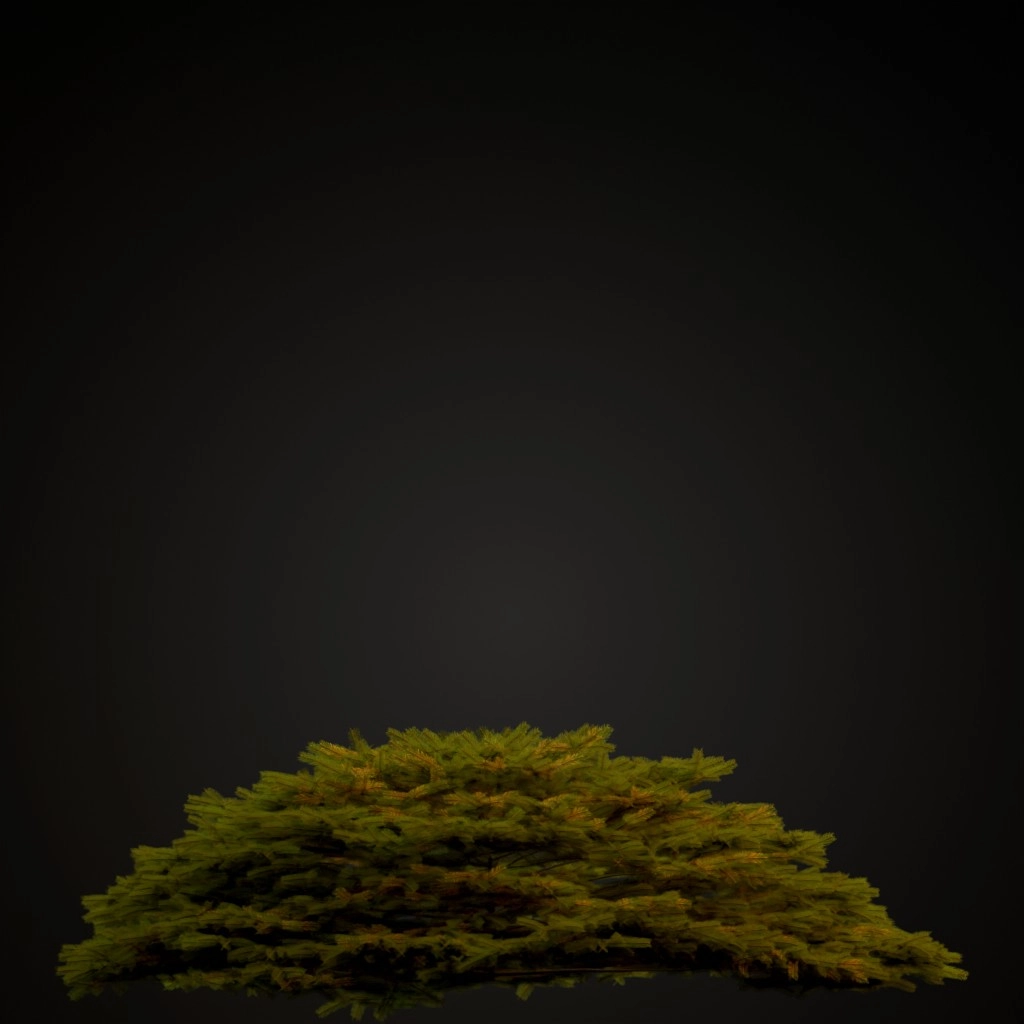 Bird's Nest Spruce