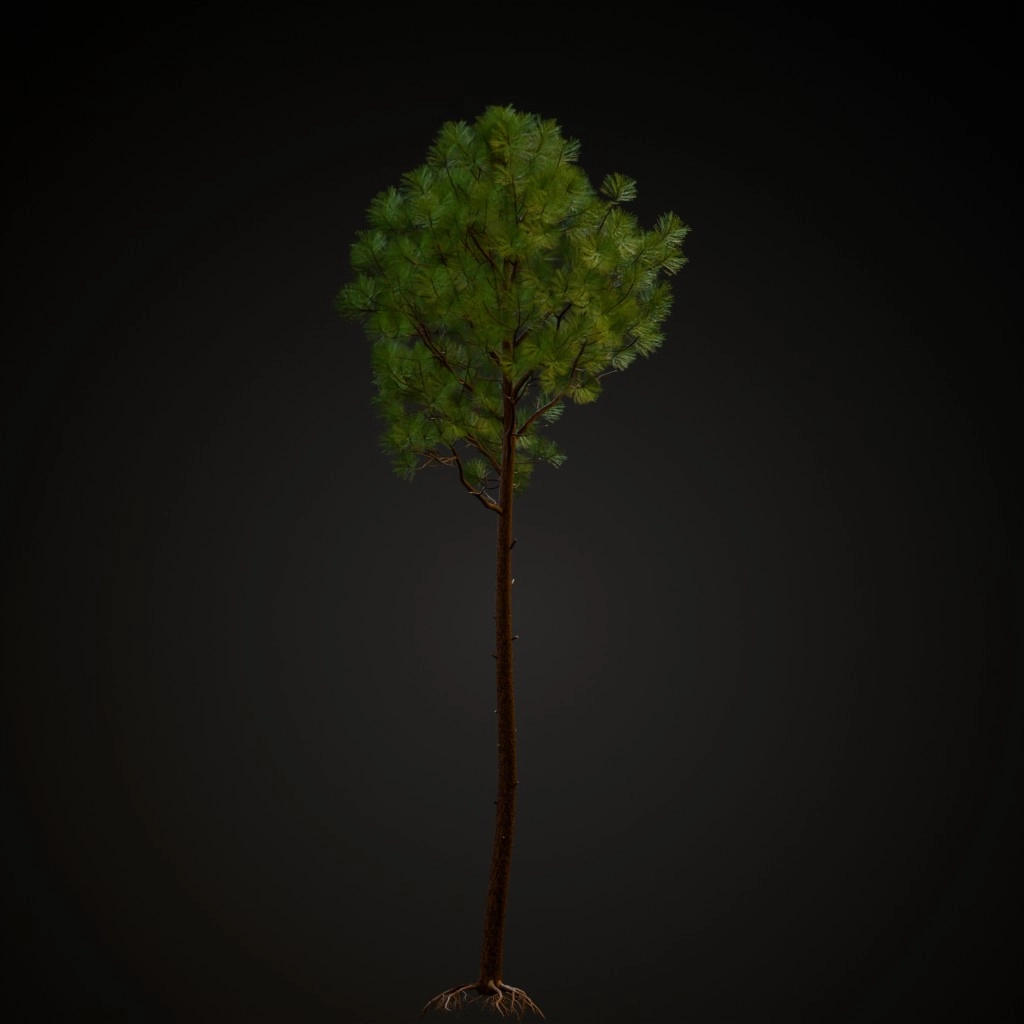 Slash Pine